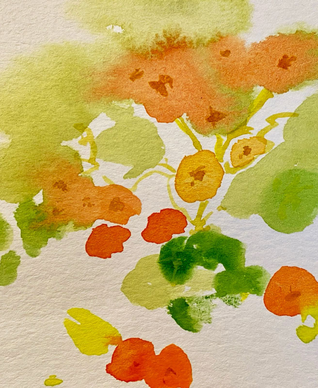 Nasturtiums - Watercolor by Sally Harvey